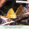 argynnis aglaja aksaut in copula 1